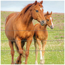 Câble lisse galvanisé pour clôture chevaux - rouleau de 200 m