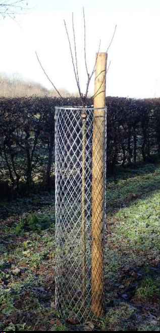 Gegalvaniseerde boombeugel, hoogte 1,85 m, Ø 30 cm